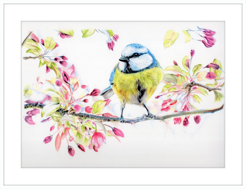Blue Tit in Blossom