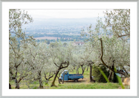 Olive Harvest I