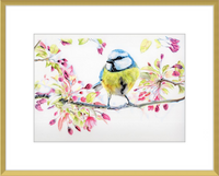 Blue Tit in Blossom