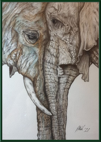 Mother and Child Elephants