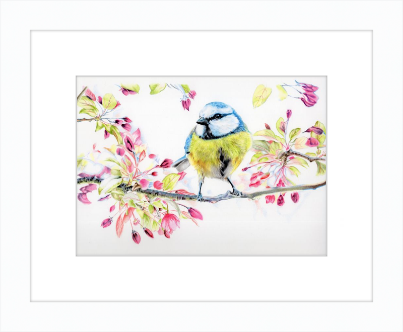 Blue Tit in Blossom