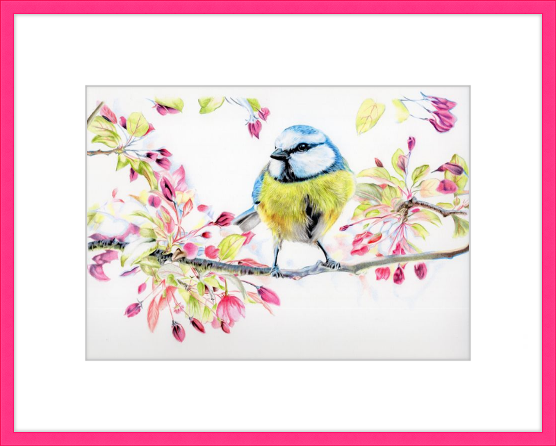 Blue Tit in Blossom