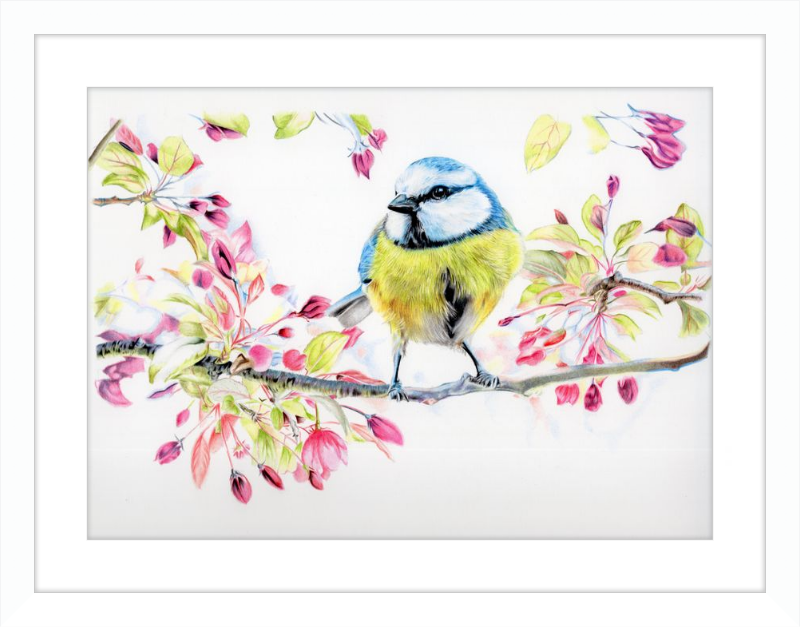 Blue Tit in Blossom