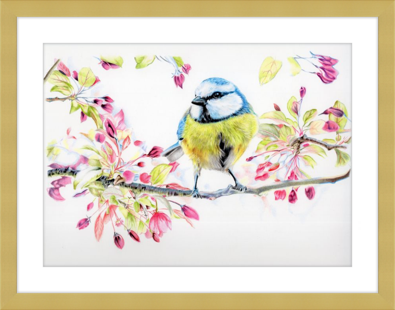Blue Tit in Blossom
