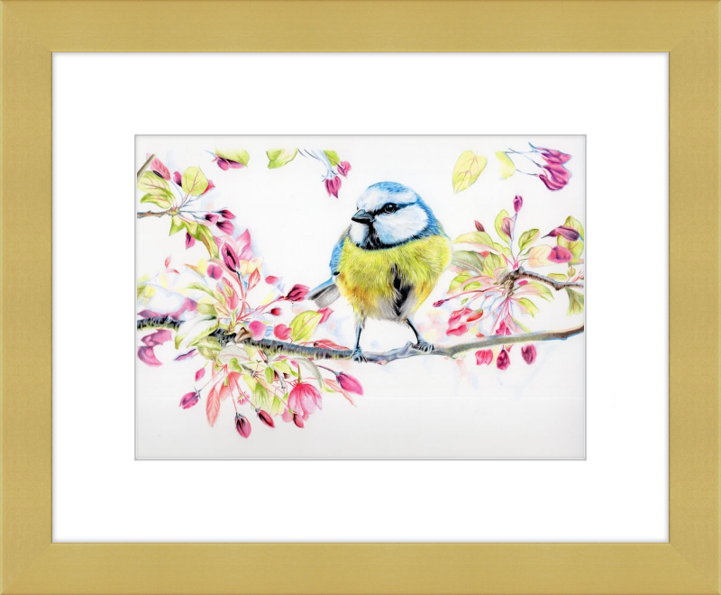 Blue Tit in Blossom