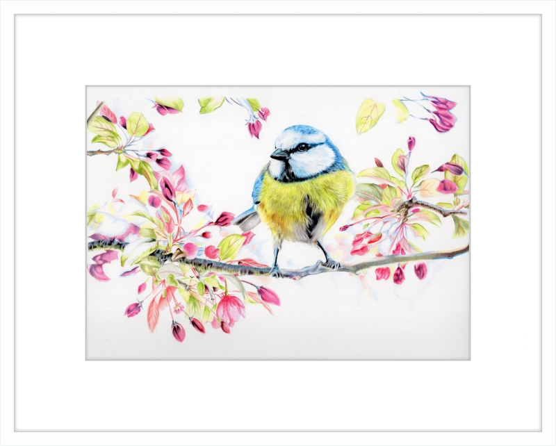Blue Tit in Blossom