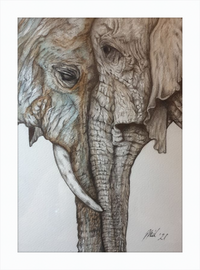 Mother and Child Elephants