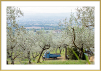 Olive Harvest I