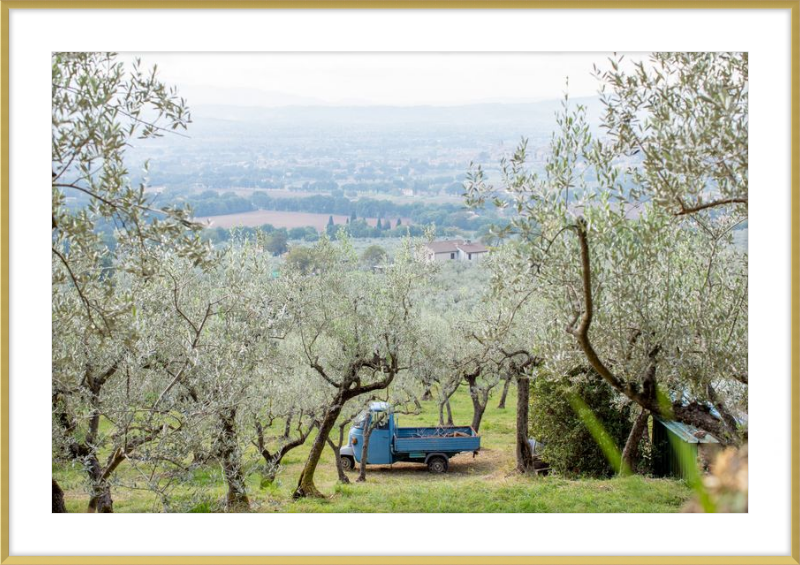 Olive Harvest I