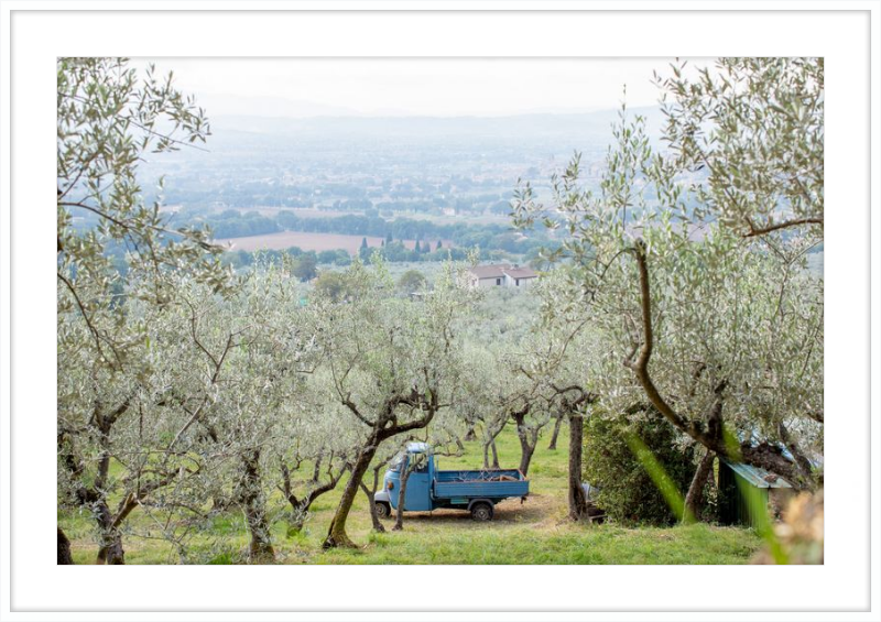 Olive Harvest I
