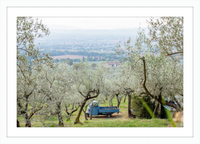 Olive Harvest I