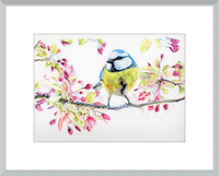 Blue Tit in Blossom