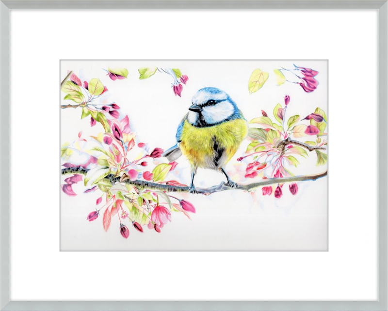 Blue Tit in Blossom