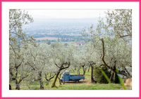 Olive Harvest I