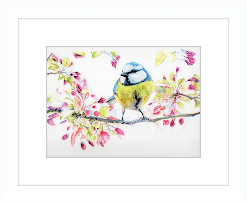 Blue Tit in Blossom