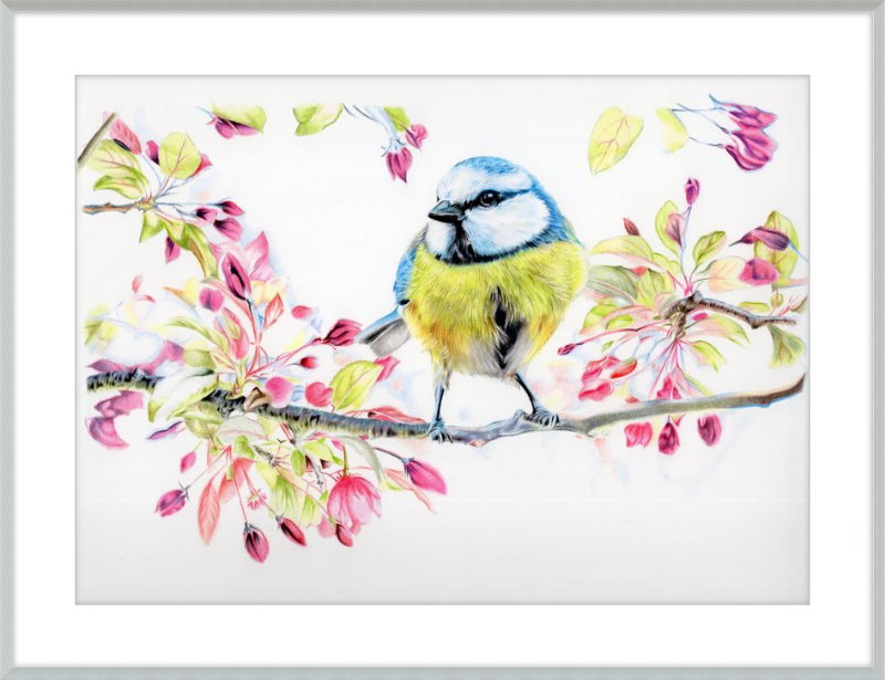 Blue Tit in Blossom