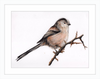 Laura the Long Tailed Tit