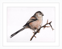 Laura the Long Tailed Tit
