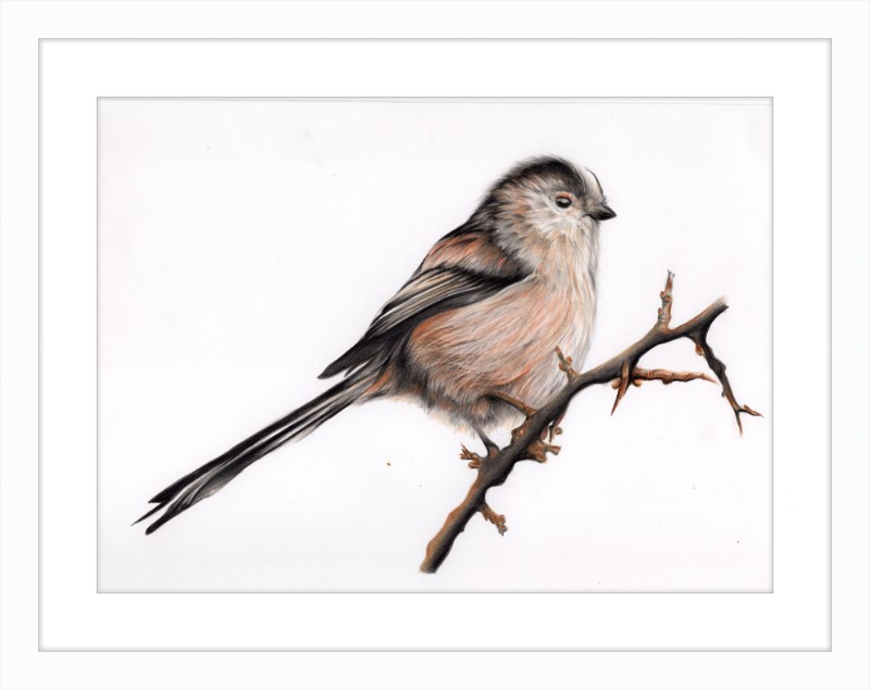 Laura the Long Tailed Tit