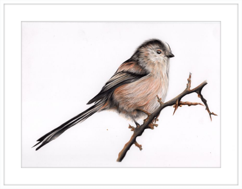 Laura the Long Tailed Tit