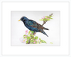 Starling in Blossom