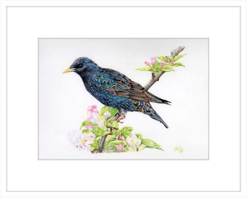 Starling in Blossom