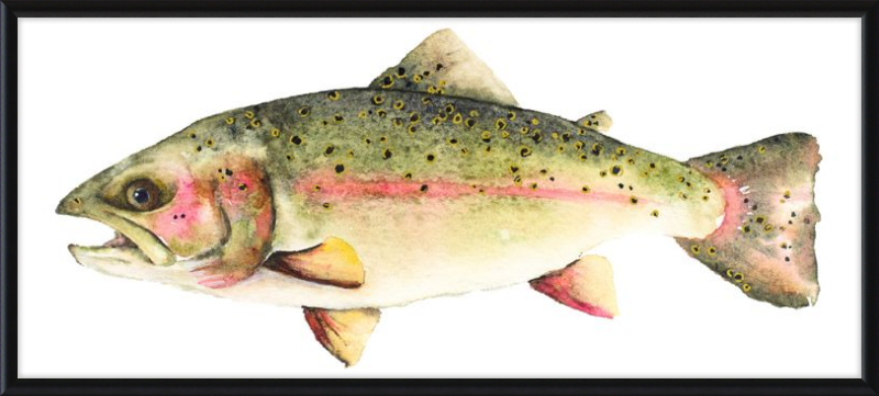 Bo the Trout