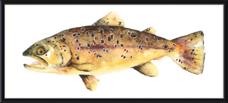 Brown the Trout