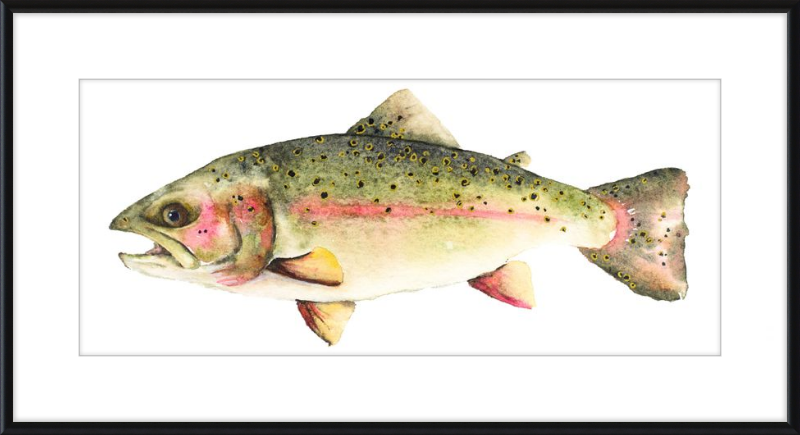 Bo the Trout