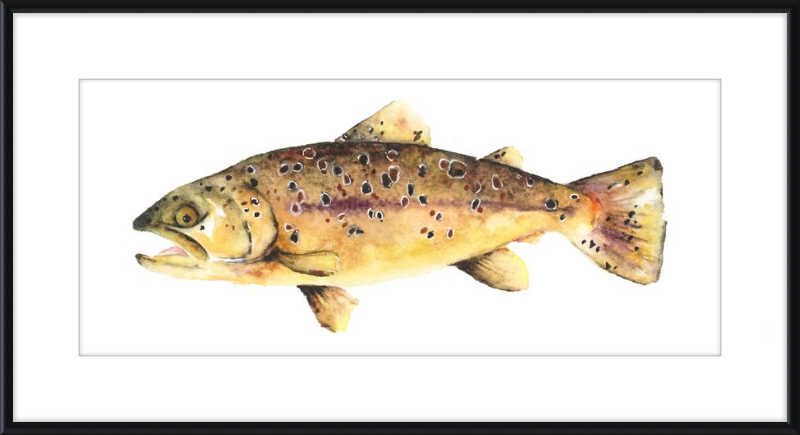 Brown the Trout