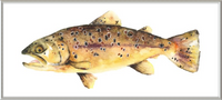 Brown the Trout