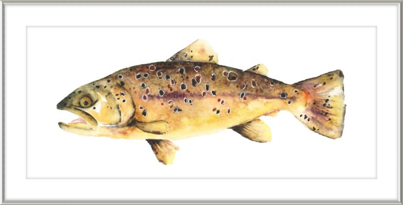 Brown the Trout