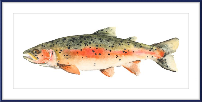 Brook the Trout