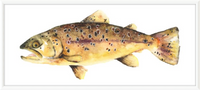 Brown the Trout