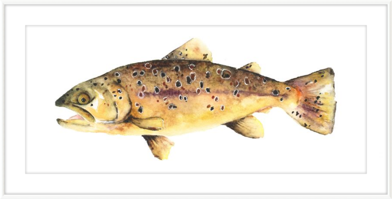 Brown the Trout