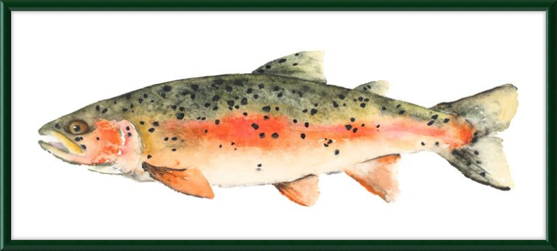 Brook the Trout