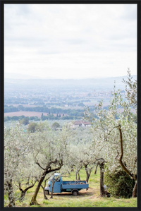 Olive Harvest II