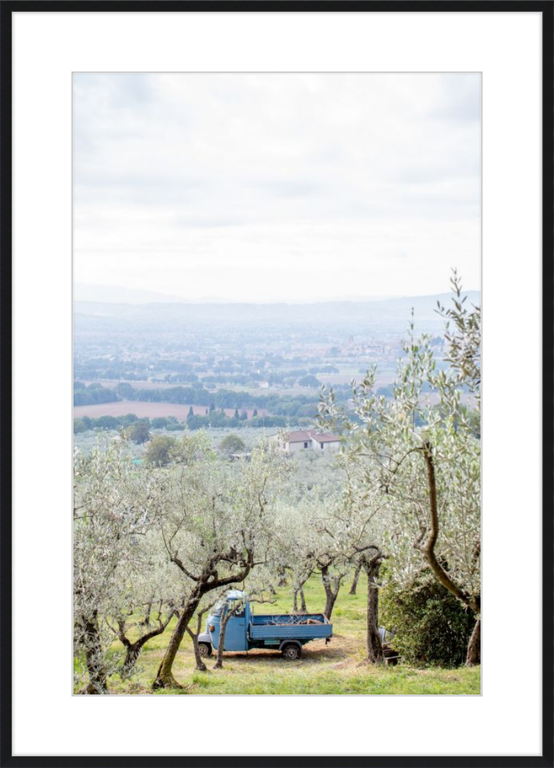 Olive Harvest II