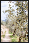 Olive Grove in Spella, Italy