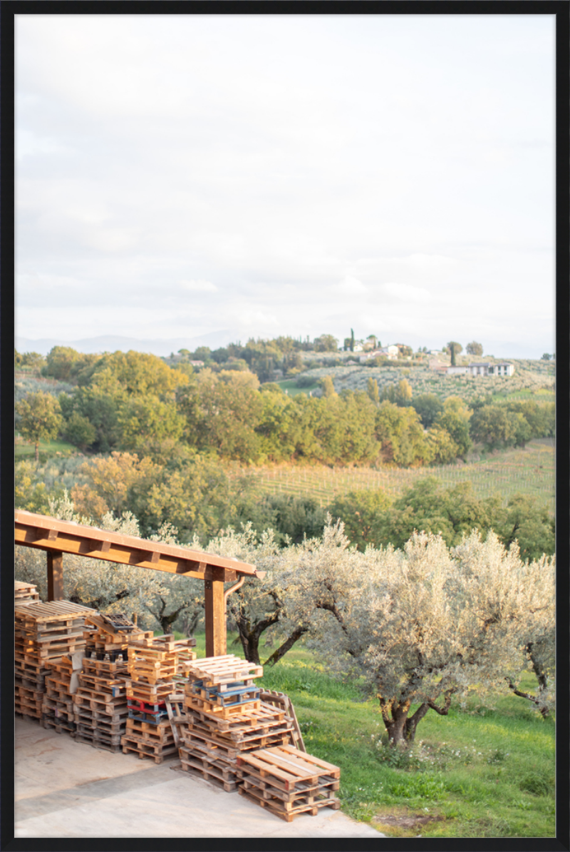 Italian Vineyard