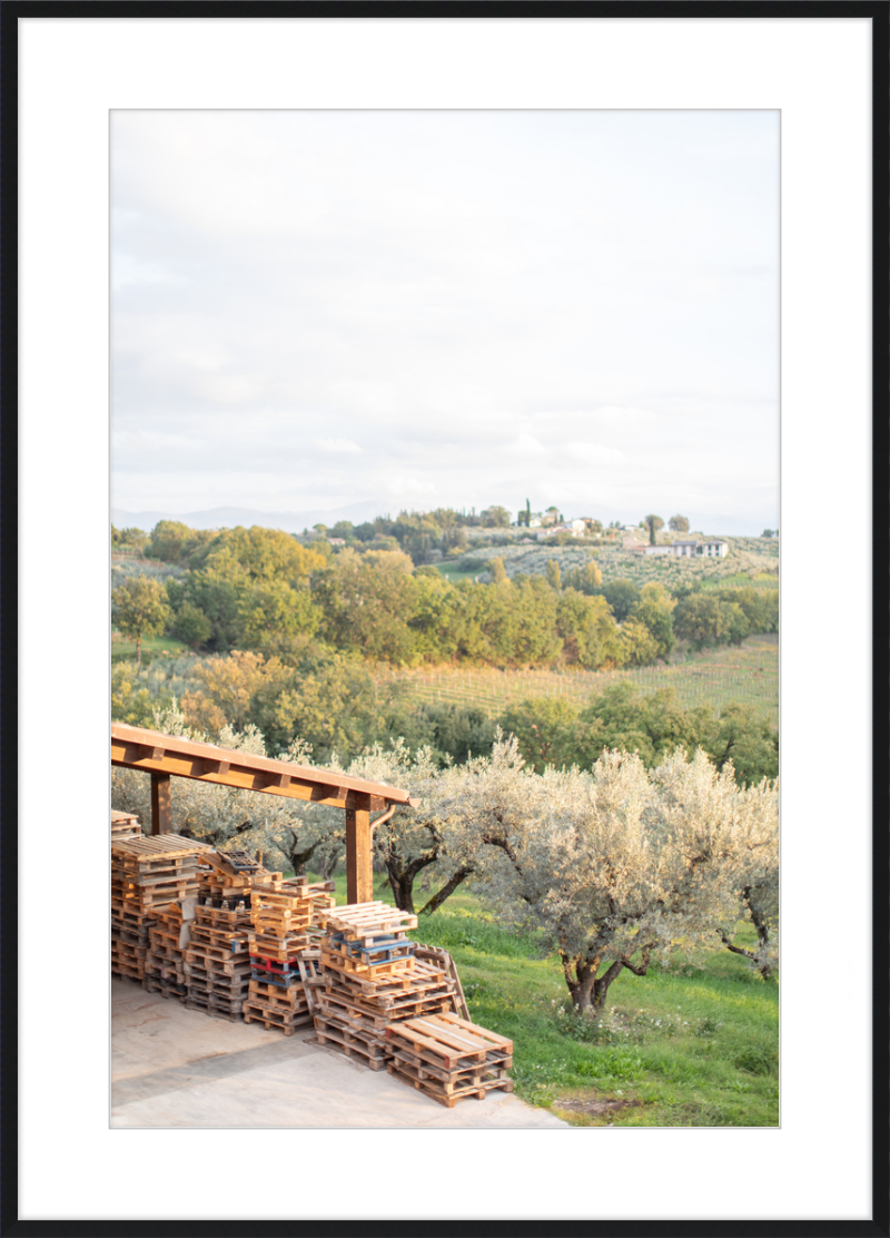 Italian Vineyard