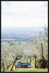 Olive Harvest II