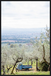 Olive Harvest II