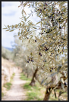 Olive Grove in Spella, Italy