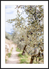 Olive Grove in Spella, Italy