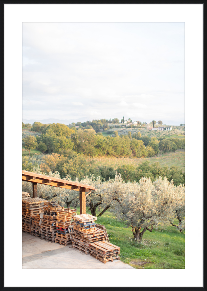 Italian Vineyard