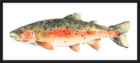 Brook the Trout