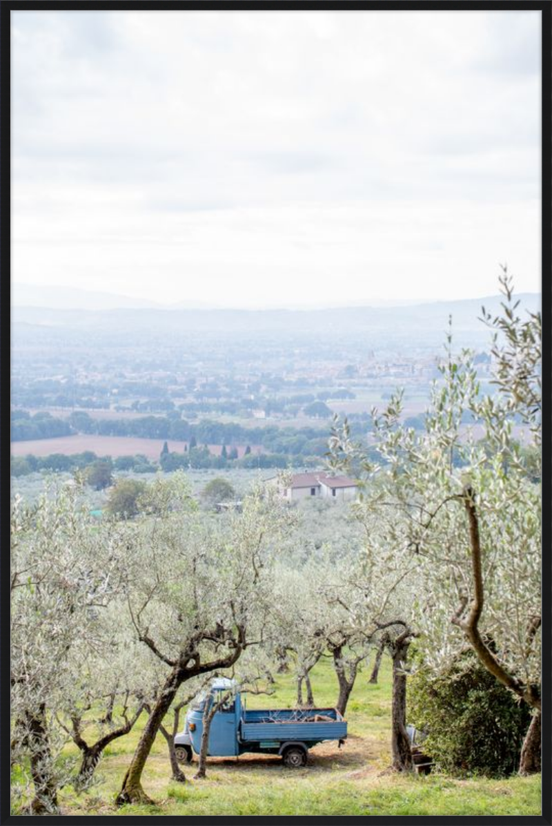 Olive Harvest II