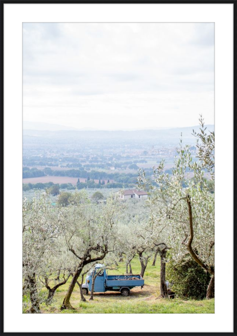 Olive Harvest II