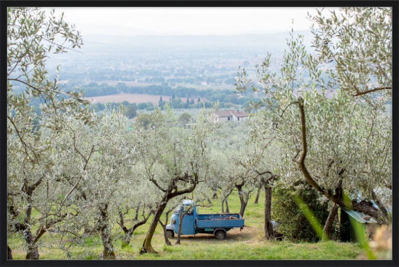 Olive Harvest I